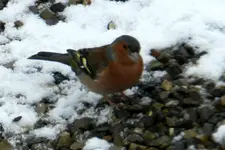 DSCN6841.webp