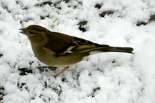 DSCN6860.webp