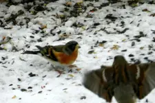 DSCN6872.webp