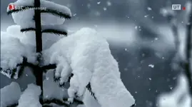 verschneite Tanne  2015-02-01.webp