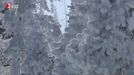 Plümmel am Baum 2015-02-01.webp