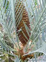 Brotpalmfarn Ausschnitt.webp