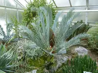 Brotpalmfarn.webp