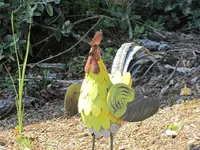IMG_8287v.webp