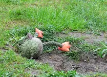 IMG_1066v.webp