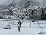 apfelbaum_schnee_p.jpg