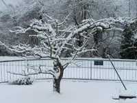 apfelbaum_schnee_p.webp