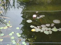 teich1.webp
