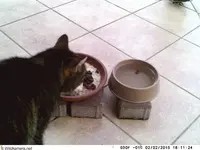 150202             Pfui Whiskas.webp