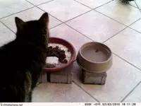 150202 Ungebetener Gast.webp