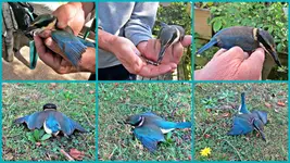 King Fisher.webp