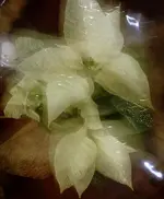 white (16).webp