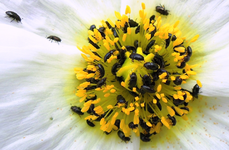 black (21).webp
