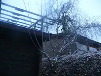 k-Obstbäume Hochstamm veredelt3.webp