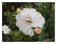 086.webp
