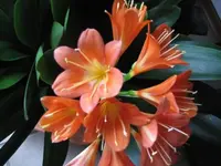 Bild 2344.webp