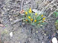 Krokus.webp