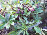 Christrose.webp