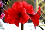 Amaryllis_vier Blüten_rot_makro_640.JPG