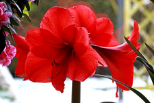 Amaryllis_vier Blüten_rot_makro_640.webp