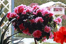 Azalee_pink_weiss_blüht seit Wochen_640.webp