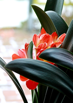 Clivia_blüht_versteckt_hiding_lachsfarben_makro_700.webp