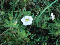 CIMG0160.webp