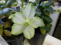 P1270440.webp
