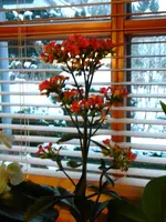 DSCN7003.webp