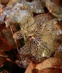 Hortensie verblüht_macro_detail_Wassertropfen2_600.JPG