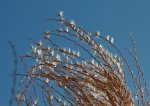 Miscanthus_aufwärts_minimalism_detail_makro1_600.JPG