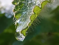 Schneekristalle_makro_grün_weiss4_600.webp