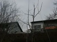 k-Apfel Jokob Fischer 1.webp