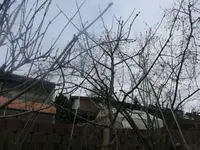 k-Apfel Jokob Fischer 2.webp