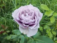 CIMG6730.webp