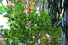 Orangenbäumchen Blüten_weiss_grüne Früchte_700.webp Orangenbäumchen Blüten_weiss_grüne Früchte_700.webp