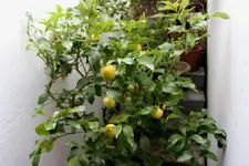 IMG_3654 - Kopie.webp