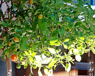 Orangenbäumchen_Früchte_grün_orange_Zitrus_makro1_640.webp Orangenbäumchen_Früchte_grün_orange_Zitrus_makro1_640.webp