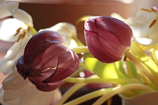 zwei_Tulpen_lila_purple_makro_verblüht1_640.webp