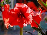 Amaryllis_rot_Blüten_Stempel_makro_details2_640.JPG