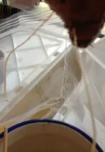 Süsskartoffelwurzel1.webp