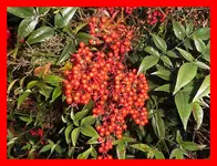 006.webp