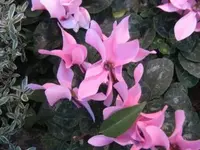 Bild 7012.webp
