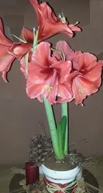 Amaryllis.webp