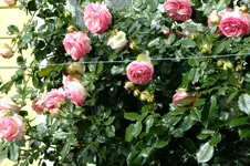 DSCF1744.webp