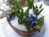 Hyazinteimschneeblau.webp