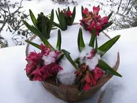 Hyazintheimschnee.webp
