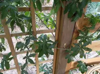 SAM_0374.webp