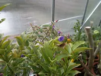 SAM_0377.webp
