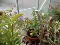 SAM_0378.webp